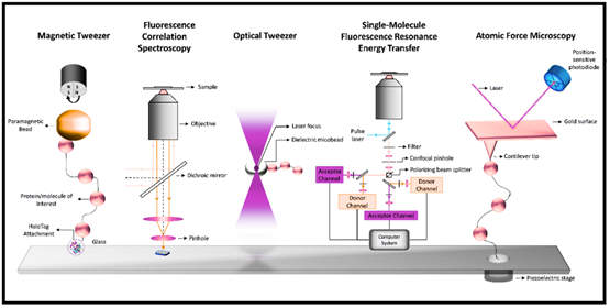 Atomic force microscopy